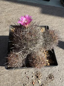 Coryphantha pseudoechinus